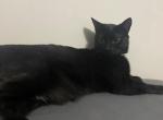 Asher - Domestic Cat For Adoption - San Antonio&comma; TX&comma; US