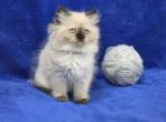 Silver - Himalayan Kitten For Sale - Bridgewater&comma; VA&comma; US