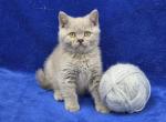Gray - British Shorthair Kitten For Sale - Bridgewater&comma; VA&comma; US