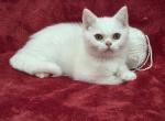 White - British Shorthair Kitten For Sale - Bridgewater&comma; VA&comma; US