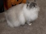 Pearl - Ragdoll Cat For Sale - 