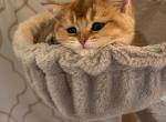 Biscuit - Scottish Straight Kitten For Sale - Fairfax&comma; VA&comma; US