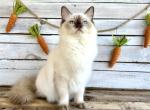 Cocoa Puff - Ragdoll Cat For Sale/Service - FL&comma; US
