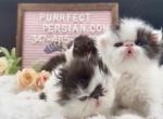 Dottie's Litter - Persian Kitten For Sale - NY&comma; US
