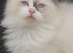 Sylvie's Litter - Ragdoll Kitten For Sale - NY&comma; US