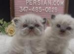 Boba's Litter - Himalayan Kitten For Sale - NY&comma; US