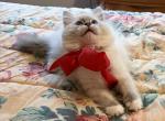 Hyperion Ragdolls Bi Color Litter - Ragdoll Kitten For Sale - Hastings&comma; MN&comma; US
