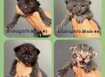 Male Kittens - Domestic Kitten For Sale - Leominster&comma; MA&comma; US