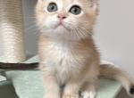 Jack - British Shorthair Kitten For Sale - Queens&comma; NY&comma; US