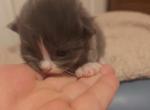 Mitted Seal Mink Ragdoll Kitten - Ragdoll Kitten For Sale - 
