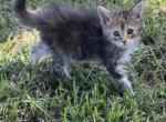 Heather - Maine Coon Kitten For Sale - 
