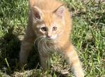 Tommyb - Maine Coon Kitten For Sale - 