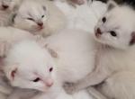 TICA CFA registered Balinese kittens - Balinese Kitten For Sale - Wayland&comma; MA&comma; US