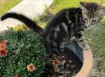 Max - Bengal Kitten For Sale - TX&comma; US