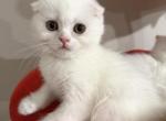 Pearl - Scottish Fold Kitten For Sale - Reisterstown&comma; MD&comma; US
