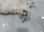 Chanel - Ragdoll Cat For Sale - Dearborn&comma; MI&comma; US