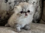 Himalayan Kittens Litter of 3 - Himalayan Kitten For Sale - Germantown&comma; MD&comma; US