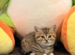Pika - Scottish Straight Kitten For Sale - Washougal&comma; WA&comma; US