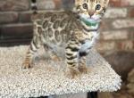 Bengal Kittens - Bengal Kitten For Sale - Santa Clarita&comma; CA&comma; US