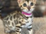 Bengal Kittens - Bengal Kitten For Sale - Santa Clarita&comma; CA&comma; US