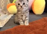 Mochi - Scottish Fold Kitten For Sale - 