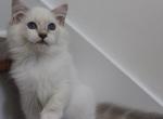 Felix - Ragdoll Kitten For Adoption - Cleveld&comma; TN&comma; US