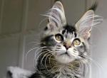 Unique - Polydactyl Kitten For Sale - Charlotte&comma; NC&comma; US