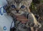 Sylvester - Highlander Kitten For Sale - Eugene&comma; OR&comma; US