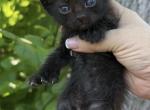 Midnight - Highlander Kitten For Sale - Eugene&comma; OR&comma; US
