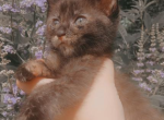 adorable kittens for sale - American Shorthair Kitten For Sale - Columbus&comma; GA&comma; US