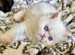 Rare Colors Exceptional Quality Persians - Persian Kitten For Sale - Grosse Pointe Park&comma; MI&comma; US
