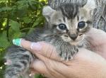Maple - Highlander Kitten For Sale - Eugene&comma; OR&comma; US