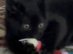 Prada - Domestic Kitten For Sale - Rancho Palos Verdes&comma; CA&comma; US