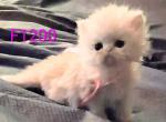 Persians Francesca and Sebastian - Persian Kitten For Sale - New Orleans&comma; LA&comma; US