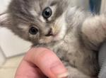 lilac - Maine Coon Kitten For Adoption - Land O Lakes&comma; FL&comma; US