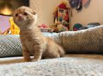 Maple munchkin gene boy - Scottish Fold Kitten For Sale - 
