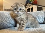 Chai - Scottish Fold Kitten For Sale - San Marcos&comma; CA&comma; US