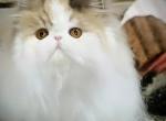 Zariah - Persian Cat For Sale/Retired Breeding - Joplin&comma; MO&comma; US