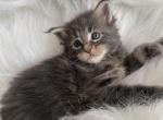 Max - Maine Coon Kitten For Sale - Denver&comma; CO&comma; US