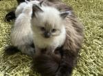Ragamese kitten boy 2 - Ragdoll Kitten For Sale - Cleveland&comma; OH&comma; US