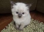Ragamese kitten boy - Ragdoll Kitten For Sale - 