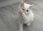 Ayla - Turkish Angora Kitten For Sale - Riverside&comma; CA&comma; US