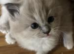Bella - Ragdoll Kitten For Sale - Coolidge&comma; AZ&comma; US