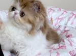 Peele - Persian Kitten For Sale - 