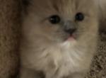 Mia - Ragdoll Kitten For Sale - 