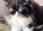 Riviera is reserved - Persian Kitten For Sale - Duluth&comma; GA&comma; US