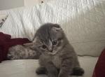 Scottish folds - Scottish Fold Kitten For Sale - Antioch&comma; CA&comma; US