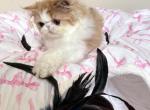 Key - Persian Kitten For Sale - Duluth&comma; GA&comma; US
