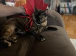Cinnbon - Domestic Cat For Adoption - Latham&comma; NY&comma; US