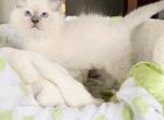 TICA Blue Mitted Royce - Ragdoll Kitten For Sale - Mt Morris&comma; IL&comma; US